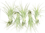 Live Air Plant - Tillandsia Gardneri 5-7” - 5ct - ragnaroc Rare Collectors Indoor Tropical Plant - Live Arrival Guaranteed - House Plants for Home Decor & Gift