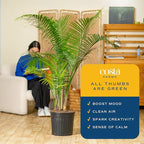 Costa Farms Majesty Palm Extra Large Live Plant in Plastic Pot, Large Indoor Houseplant, Perfect for Home, Room, or Office Decor, Great House Warming or Birthday Gift, 5-6 Feet Tall