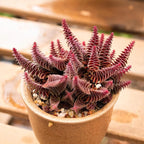 Sprout N Green Shark's Tooth, Live Crassula corymbulosa Succulent in 4" Pot with Soil Mix, Rare House Plant for Home Office Wedding Indoor Outdoor Decoration, DIY Projects, Party Favor, Pet Friendly