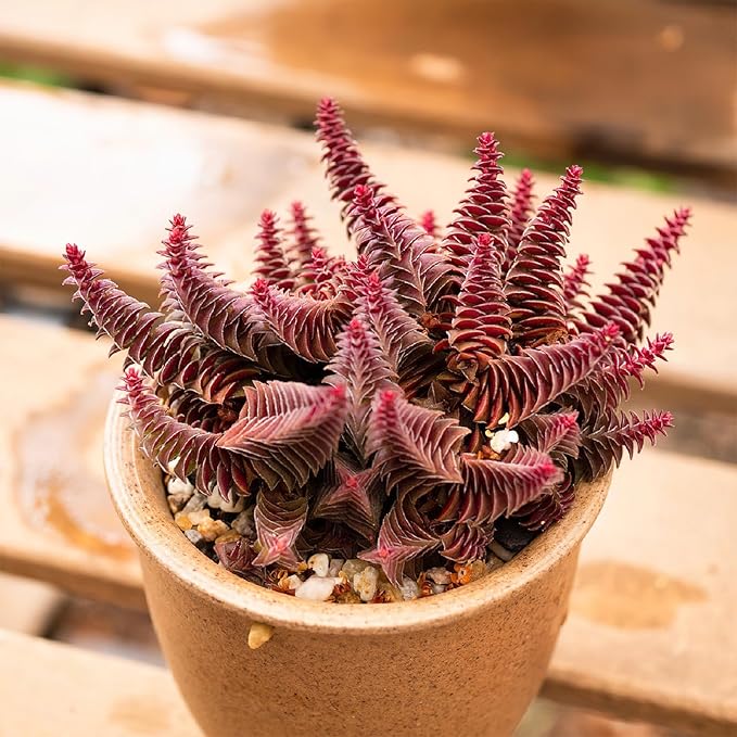Sprout N Green Shark's Tooth, Live Crassula corymbulosa Succulent in 4" Pot with Soil Mix, Rare House Plant for Home Office Wedding Indoor Outdoor Decoration, DIY Projects, Party Favor, Pet Friendly