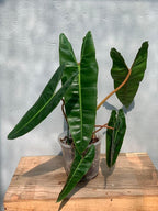 RedCrocus Philodendron billietiae- Tropical Indoor Plant with Large Glossy Leaves, Vibrant Orange Veins, Air-Purifying, Easy Care for Home & Office Decor 6" Pot