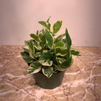RedCrocus Pearls and Jade Pothos- Indoor Plant with Variegated Green and White Foliage, Air-Purifying, Easy Care, Pet Warning, Hanging & Wall Garden Suitable 8" Hanging Basket