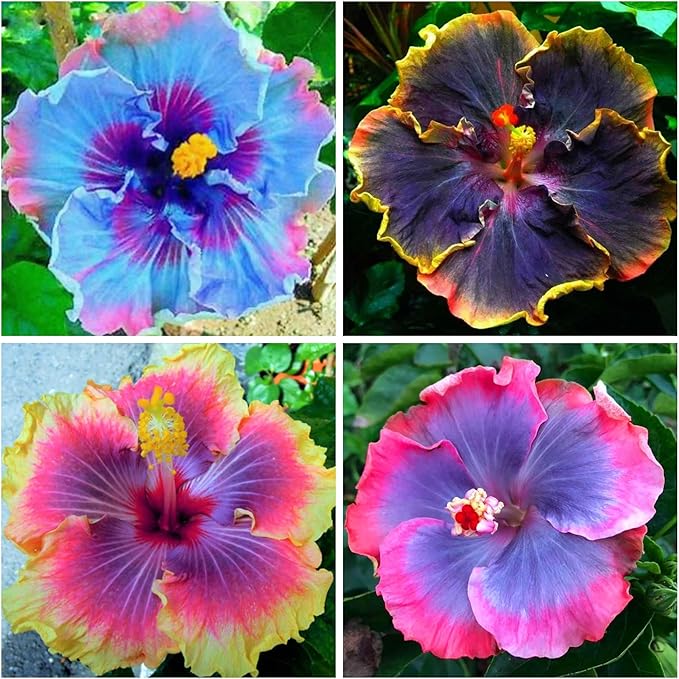 50+ Rare Hibiscus Seeds for Planting - Black Pink Purple Hibiscus Seeds Non-GMO Perennial Hardy Giant Flowers