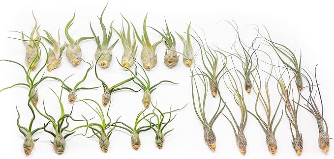 Pack of Wild Ones Air Plants - Tillandsia Caput Medusae, Butzii & Bulbosa Guatemala - Succulent House Plants for Holders - Available in Wholesale/Bulk - Easy Care Indoor/Outdoor Plants (Pack of 50)