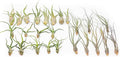 Pack of Wild Ones Air Plants - Tillandsia Caput Medusae, Butzii & Bulbosa Guatemala - Succulent House Plants for Holders - Available in Wholesale/Bulk - Easy Care Indoor/Outdoor Plants (Pack of 50)