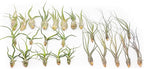 Pack of Wild Ones Air Plants - Tillandsia Caput Medusae, Butzii & Bulbosa Guatemala - Succulent House Plants for Holders - Available in Wholesale/Bulk - Easy Care Indoor/Outdoor Plants (Pack of 50)