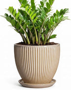 Ceramic Planter, 10 Inch Plant Pot for Large Indoor Plants, Decorative Planters with Drainage Hole and Saucer, Round Flower Pot, Modern Planter, Home Garden Decor, Beige