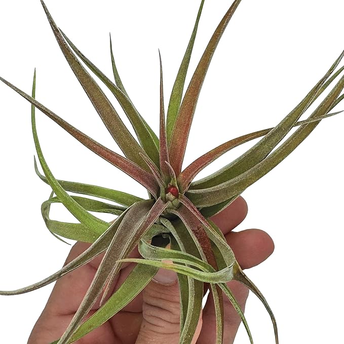 ragnaroc Air Plants - Tillandsia Brachycaulos Abdita, Large 4-6" - 5 ct - Live Arrival Guaranteed - House Plants for Home Decor & Gift