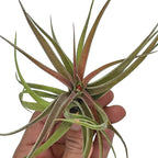 ragnaroc Air Plants - Tillandsia Brachycaulos Abdita, Large 4-6" - 5 ct - Live Arrival Guaranteed - House Plants for Home Decor & Gift