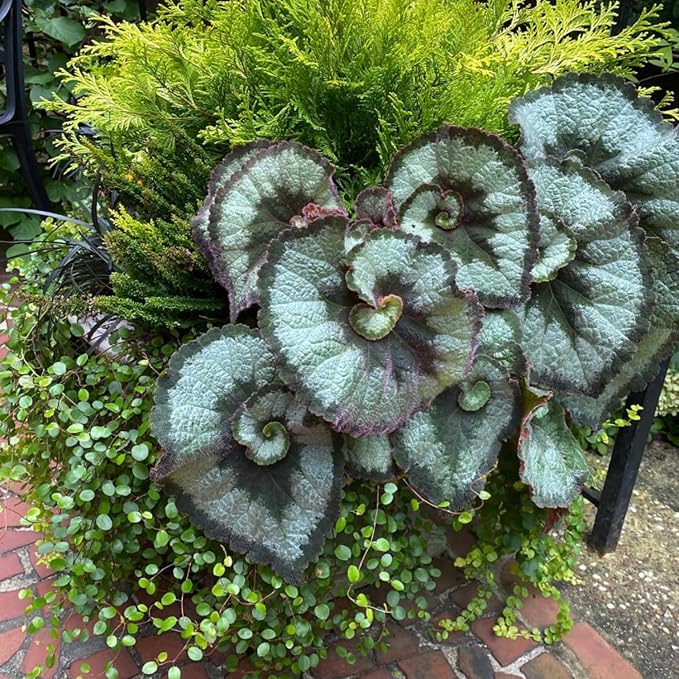 Trailing Begonia Plant Live, Rare Begonias Live Plant, 4-8 Inc Starter Indoor Outdoor Houseplant (Green Cream Begonia)