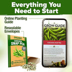 HOME GROWN Organic Cascadia Snap Pea Seeds 100+ Heirloom Non-GMO Seeds for Planting, High Germination, Sweet Edible Pods, Stringless Sugar Snap, Cool Season Garden, Containers (Pisum sativum)