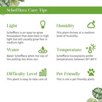 Schefflera Moonlight Live Plant for Indoor | Different Houseplants in 4'' & 6'' Pot | Real House Plant for Living Room, Office, Desk & Bathroom | Dwarf Umbrella Tree