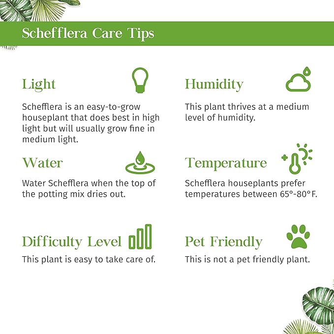 Schefflera Moonlight Live Plant for Indoor | Different Houseplants in 4'' & 6'' Pot | Real House Plant for Living Room, Office, Desk & Bathroom | Dwarf Umbrella Tree