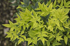 Southern Living 2.5 Qt. Lemon Lime Nandina Shrub