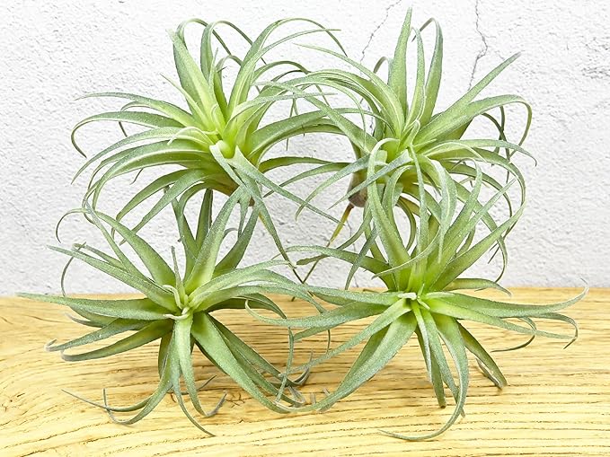 Fake Artificial Tillandsia Air Plants, 4pcs Flocked Green Faux Bromeliads for Home Decor Realistic Stems (Medium)