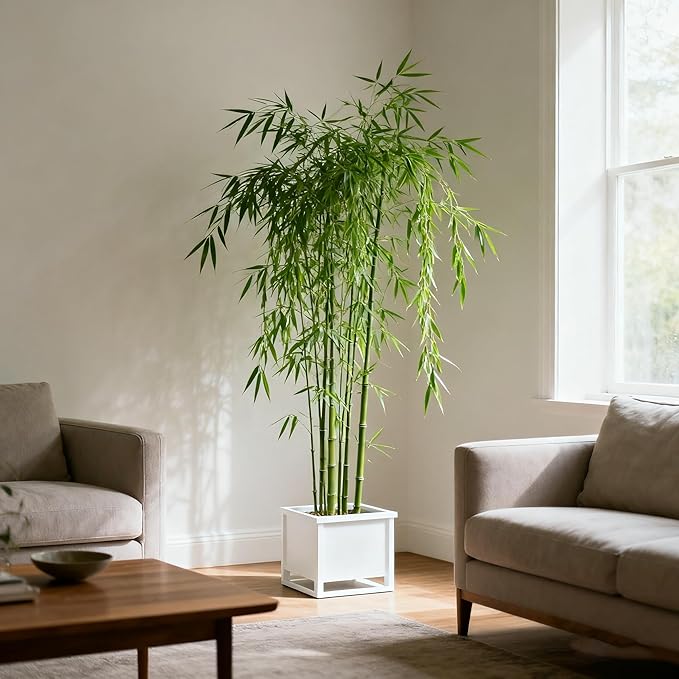 Bamboo Seeds for Planting, 500+ Dwarf Rare Bamboo Seeds Exotic and Fast Growing, Green Bamboos for Indoor or Outdoor