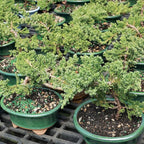 Brussel's Bonsai - Live Green Mound Juniper Bonsai Tree Kit, Outdoor Bonsai Tree Live Plant with Ceramic Pot and Soil, Easy Care Bonsai Starter Kit for Patio Garden (Small)
