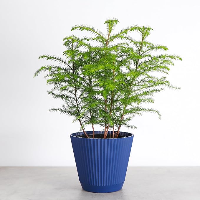 Thorsen's Greenhouse Live Norfolk Island Pine Plant, Christmas Greenery Gift or Decor, Air Purifying Premium Indoor Houseplant, Mature 4" Diameter Pot (Navy, 6-inch Pot)