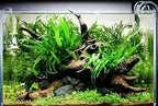 Java Fern Bare Root | Microsorum Pteropus - Low Light Freshwater Aquarium Plant