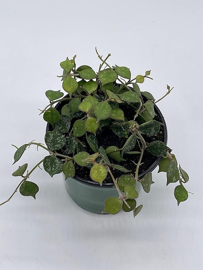 BubbleBlooms Hoya Curtisii, Very Rare Limited Live Plant, in 4 inch Pot