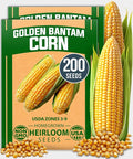 HOME GROWN Golden Bantam Sweet Corn Seeds 200+ Heirloom Non-GMO Seeds for Planting, High Germination, Yellow Kernel Corn on the Cob, Early Summer Harvest, Easy to Grow Home Garden Crop (Zea mays)