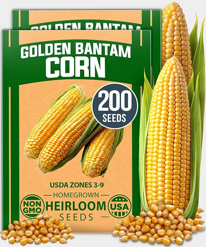 HOME GROWN Golden Bantam Sweet Corn Seeds 200+ Heirloom Non-GMO Seeds for Planting, High Germination, Yellow Kernel Corn on the Cob, Early Summer Harvest, Easy to Grow Home Garden Crop (Zea mays)