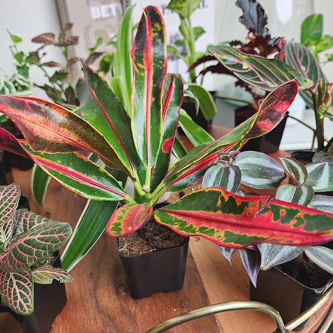Easy to Grow Live Houseplants (12 Pack), Deluxe Collection of Assorted Air Purifying Indoor Plants, Peperomia, Spider Plants, Pothos, Easy Plant Care, 2 in Pots, Begonia, Croton