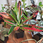 Easy to Grow Live Houseplants (12 Pack), Deluxe Collection of Assorted Air Purifying Indoor Plants, Peperomia, Spider Plants, Pothos, Easy Plant Care, 2 in Pots, Begonia, Croton