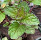 Berries and Cream Mint Live Plants (5-9") - Pack of 3 (Three) - Rare Mentha Sp. Culinary Herb - Sweet Fruity Aroma for Tea & Desserts - Fast Growing Indoor/Outdoor Container Garden