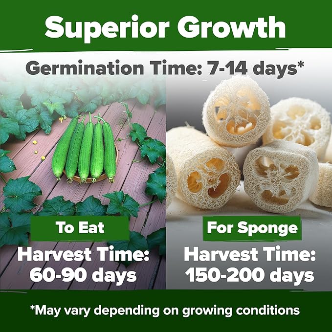 HOME GROWN Luffa Seeds 40 Heirloom Non-GMO Loofah Gourd Seeds for Planting, High Germination, Grow Your Own Natural Bath Sponges, Edible Vining Vegetable Garden, Harvest Young Gourd (Luffa aegyptiaca)