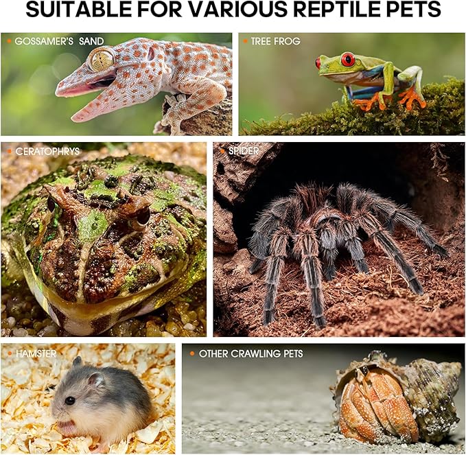 Acrylic Jumping Spider Enclosure - Insect Terrarium for Spiders, Mantises, Tarantulas & Frogs