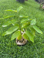 Red Custard Apple Tree – 8–12 in Live Tropical Fruit Tree Seedling (Annona reticulata L) | Naturally Grown from Seed | Sweet, Creamy Red-Fleshed Fruit | Rare Fast-Growing Live Plant