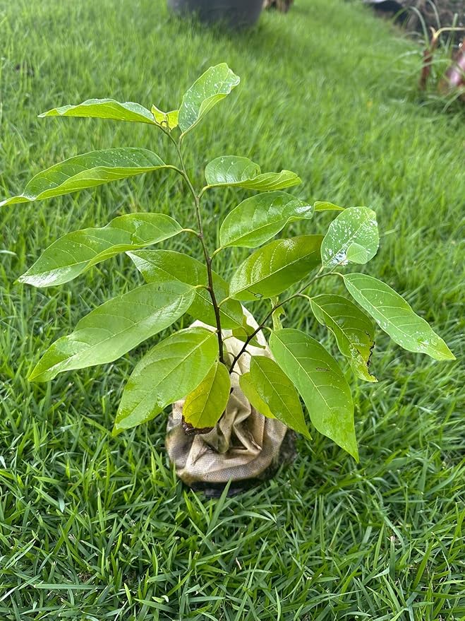 Red Custard Apple Tree – 8–12 in Live Tropical Fruit Tree Seedling (Annona reticulata L) | Naturally Grown from Seed | Sweet, Creamy Red-Fleshed Fruit | Rare Fast-Growing Live Plant