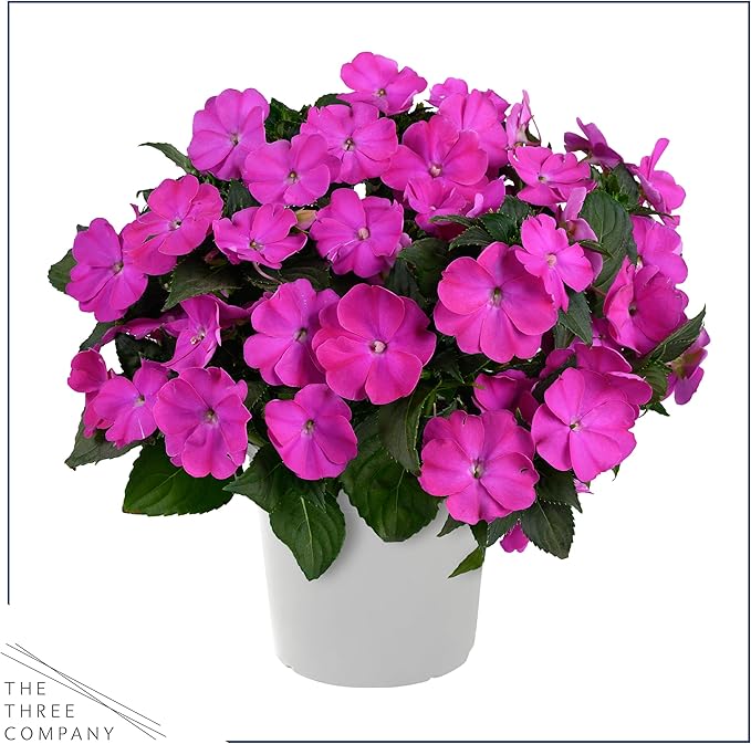 Live Flowering New Guinea Impatiens - Shades of Purple (2 Plants Per Pack) - Beautiful Shade Flowers - 12" Tall by 5" Wide in 1 Qt Pot