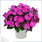 Live Flowering New Guinea Impatiens - Shades of Purple (3 Plants Per Pack) - Beautiful Shade Flowers - 12" Tall by 5" Wide in 1 Qt Pot