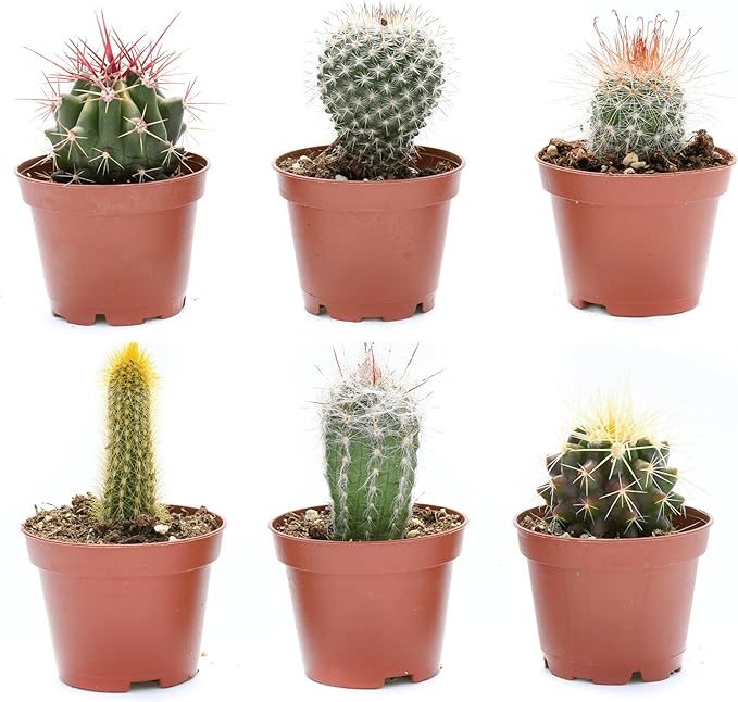 Cactus Plants Live – Small Assorted 2-Inch Cactus Plants – Fully Rooted Potted Cactus Plants – Live Cactus Plant Set (6)