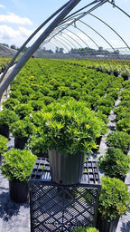 Pieris jap. 'Cavatine' (Cavatine Dwarf Andromeda) Evergreen, #2 - Size Container
