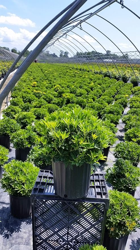 Pieris jap. 'Cavatine' (Cavatine Dwarf Andromeda) Evergreen, #2 - Size Container