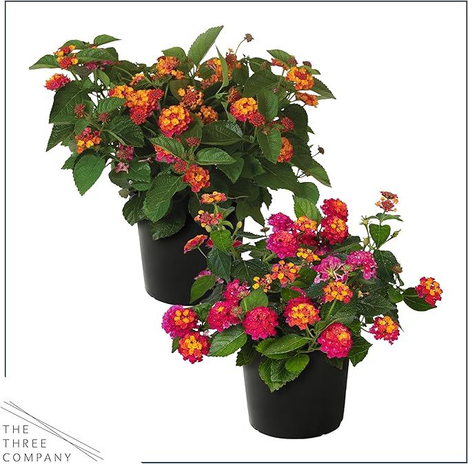 Live Flowering Lantana - Grower's Choice Assorted Colors (2 Plants Per Pack), Healthy Blooming Pollinator, 8" Tall by 5" Wide in 1 Qt Pot