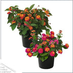 Live Flowering Lantana - Grower's Choice Assorted Colors (2 Plants Per Pack), Healthy Blooming Pollinator, 8" Tall by 5" Wide in 1 Qt Pot