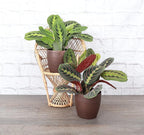 Thorsen's Greenhouse Prayer Plants Set of 2, Maranta leuconeura, Pet Safe, Low Light, Live Indoor Plants, 4" Diameter Plants, Classic Pots (Copper)