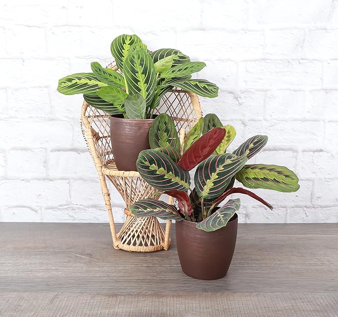 Thorsen's Greenhouse Prayer Plants Set of 2, Maranta leuconeura, Pet Safe, Low Light, Live Indoor Plants, 4" Diameter Plants, Classic Pots (Copper)