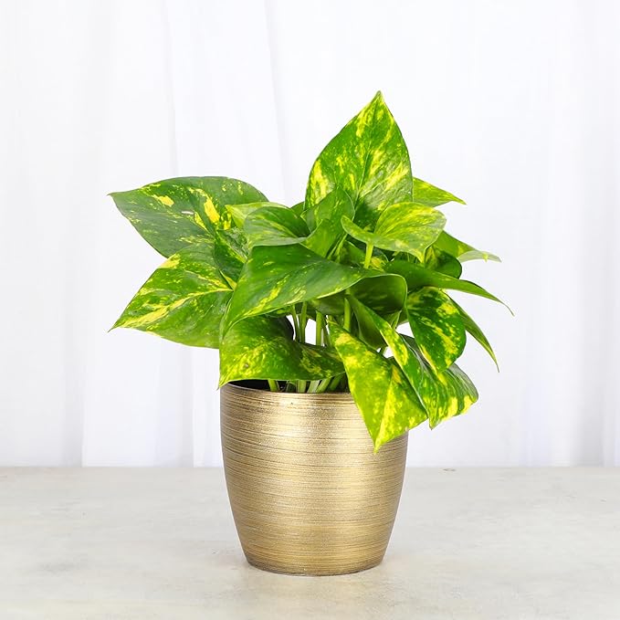 Thorsen's Greenhouse Golden Pothos, Live Indoor Vining Plant, Easy to Grow, Variegated Houseplant, Natural Air Purifier (Gold, 4-inch Pot)