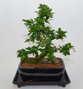 Fukien Tea, Flowers Constantly, 10 Years Old, S Trunk Style. Free Watering Tray.