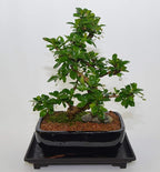 Fukien Tea, Flowers Constantly, 10 Years Old, S Trunk Style. Free Watering Tray.