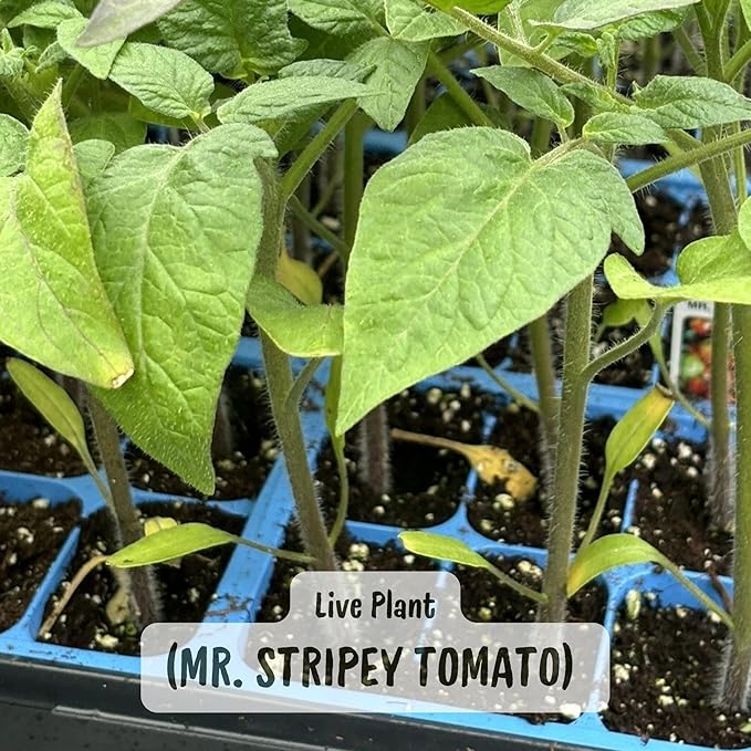 Mr Stripey Beefsteak Tomato Plants, Two Live Plants, Non-GMO, 4" to 6" Tall