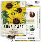 Seed Needs Sunflower Seeds for Planting Wild Sunflowers - Heirloom & Open Pollinated Flower Seed to Plant an Outdoor Wildflower Butterfly Garden (1 Pack)