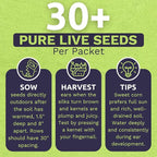 Sweet Yards Seed Co. Organic Enchanted Sweet Corn – Two Seed Packets! – Approx. 30 Open Pollinated Non-GMO Seeds 60 Total