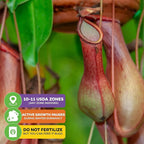 Lady Luck Carnivorous Pitcher Plant - Nepenthes ampullaria x Ventricosa by Wellspring Gardens - Starter Plant - Live Tropical Carnivorous Houseplant (2-Pack)