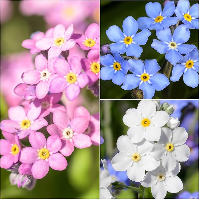 Seed Needs Forget-Me-Not Seed Packet Collection (Includes 3,000 Forget-Me-Not Seeds for Planting) Heirloom, & Open Pollinated Rose Blue & White Flowers